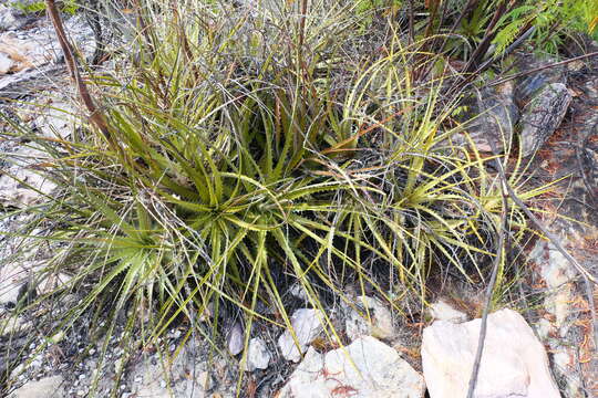 صورة Encholirium brachypodum L. B. Sm. & Read