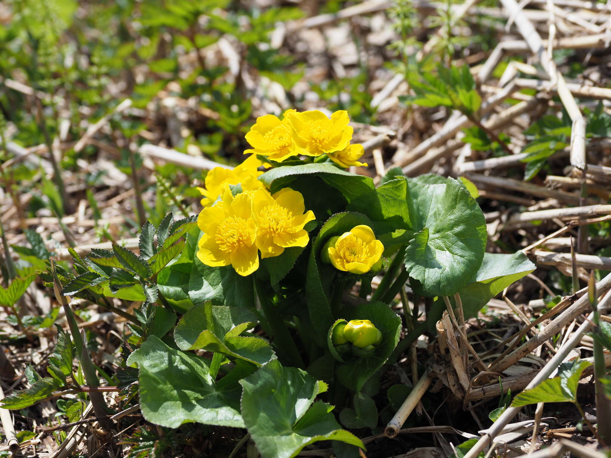 Caltha palustris var. barthei Hance的圖片