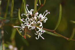 Image of Grevillea neurophylla Gand.