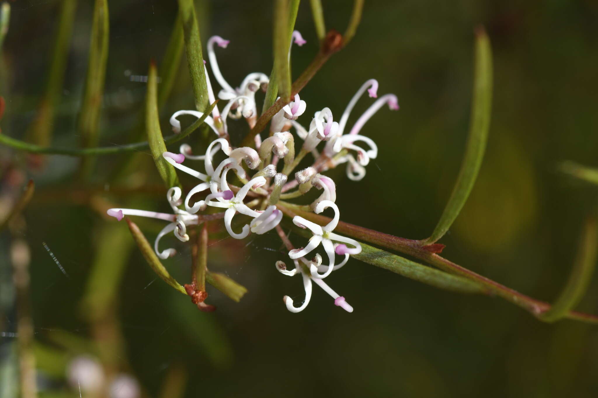 Imagem de Grevillea neurophylla Gand.