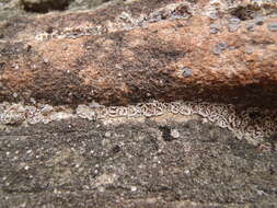 Image of cracked lichen