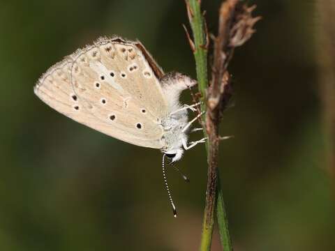 Image of Polyommatus admetus (Esper (1783))