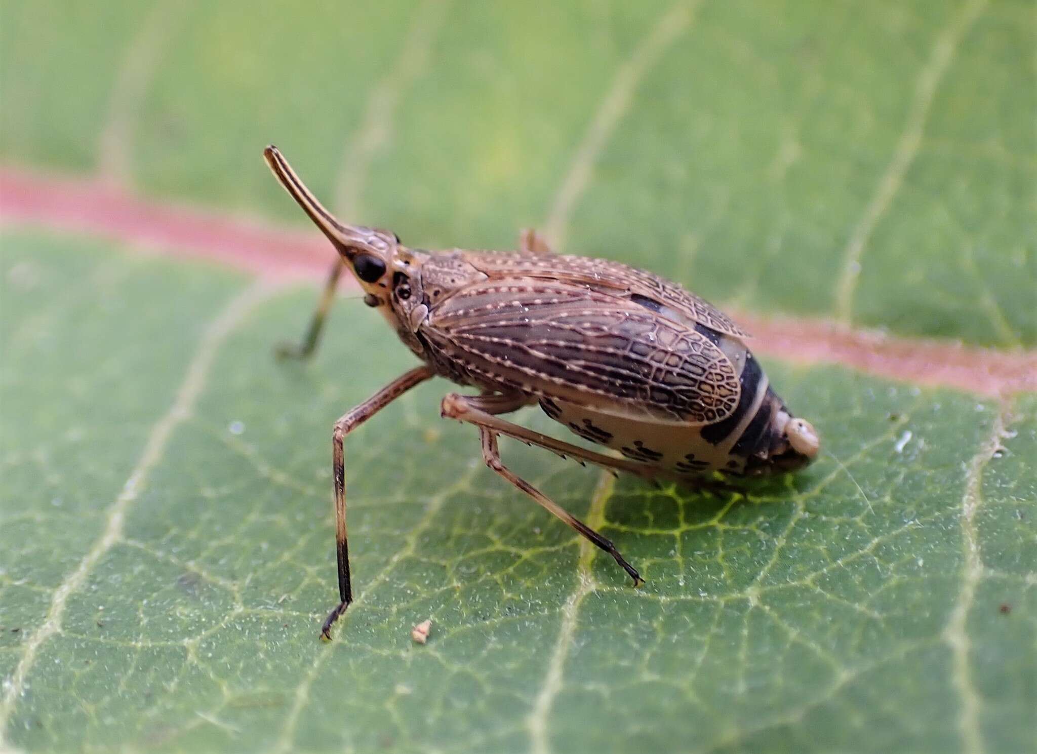 Image of Scolops sulcipes (Say 1825)