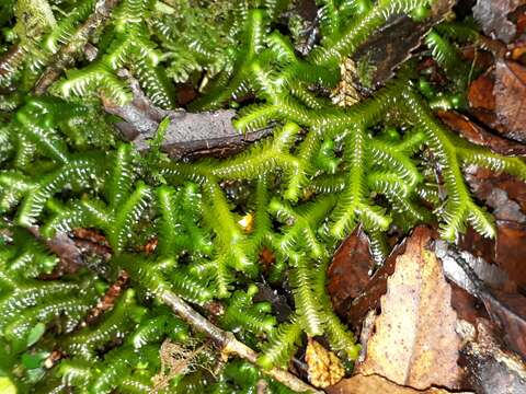 Image of Bazzania novae-zelandiae (Mitt.) Besch. & C. Massal.