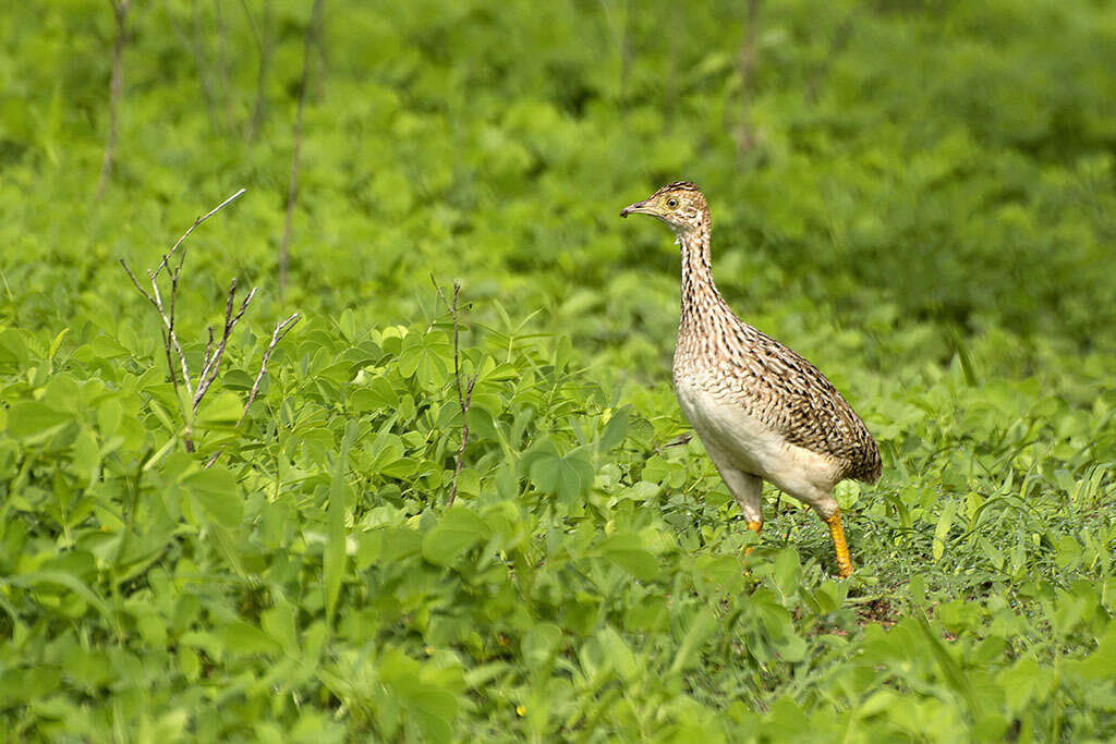 Image of White-bellied Nothura