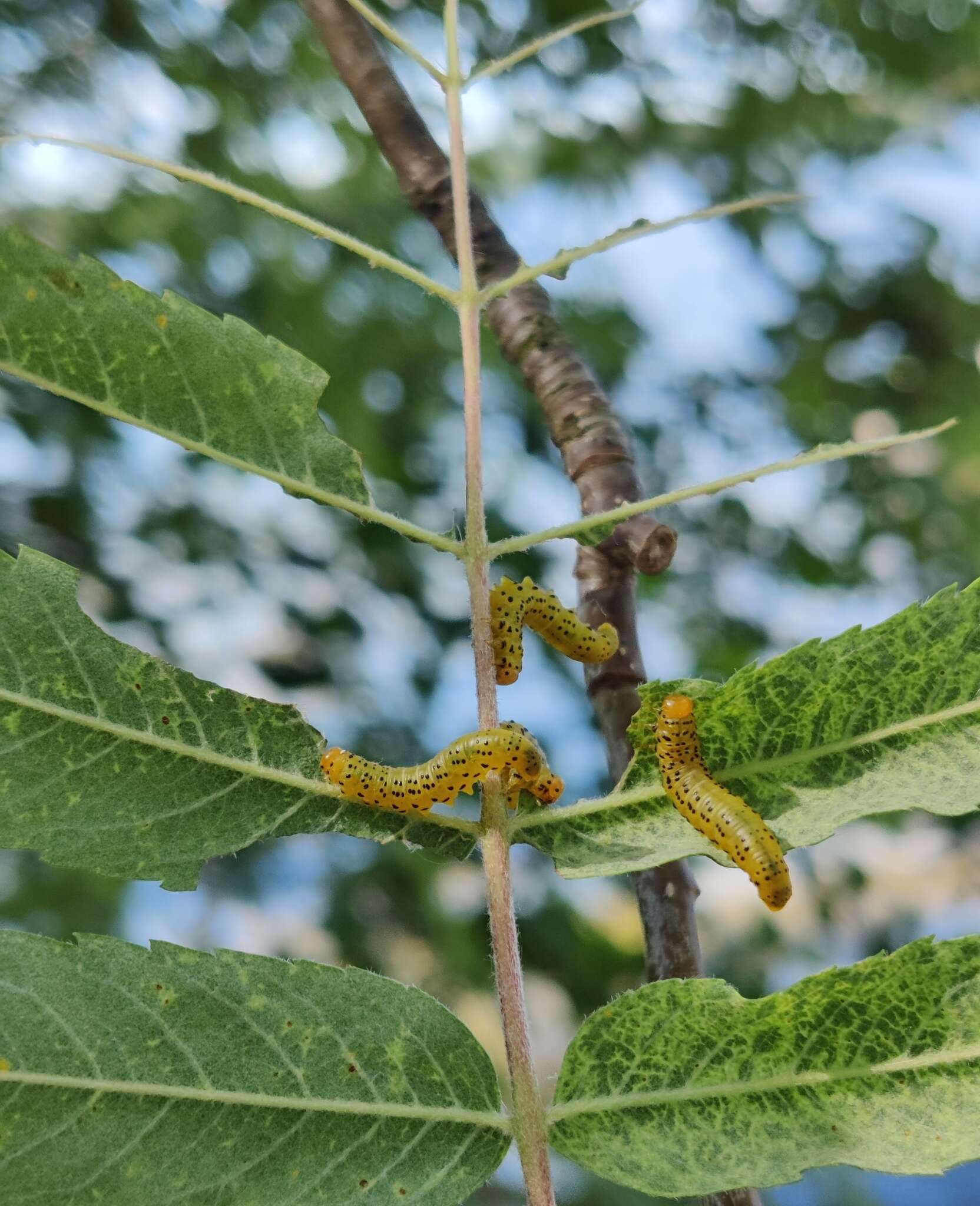 Image of Mountain-ash sawfly