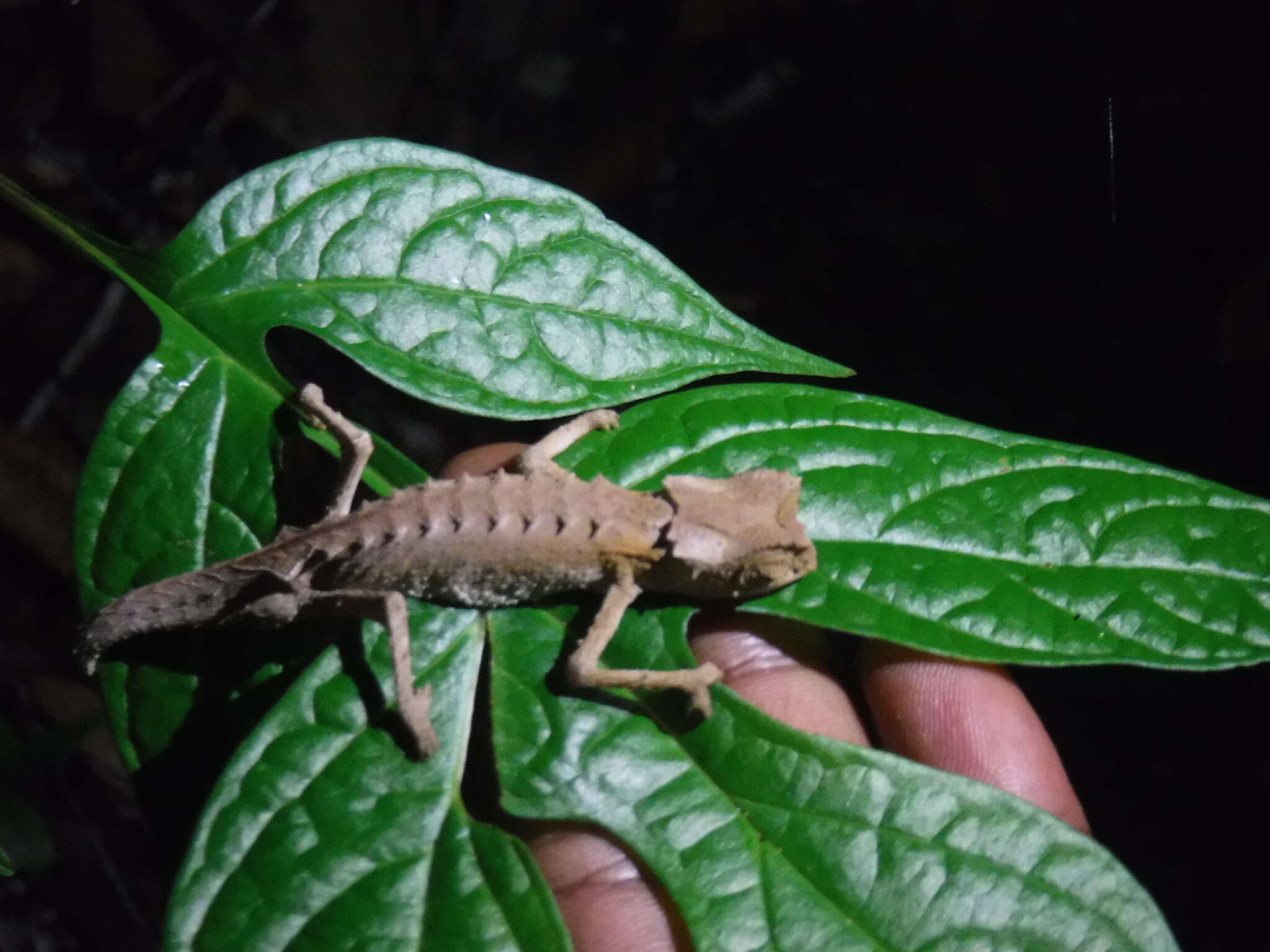 Image of Plated Leaf Chameleon