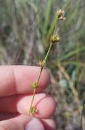 Sivun Scleria verticillata Muhl. ex Willd. kuva