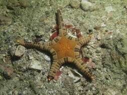 Image of Double Sea Star