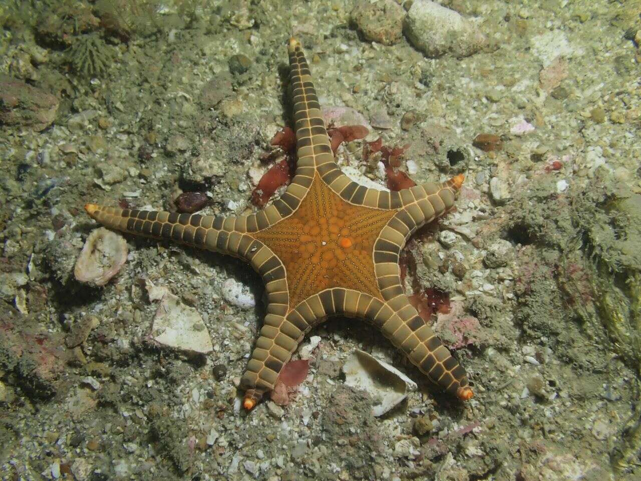 Image of Double Sea Star