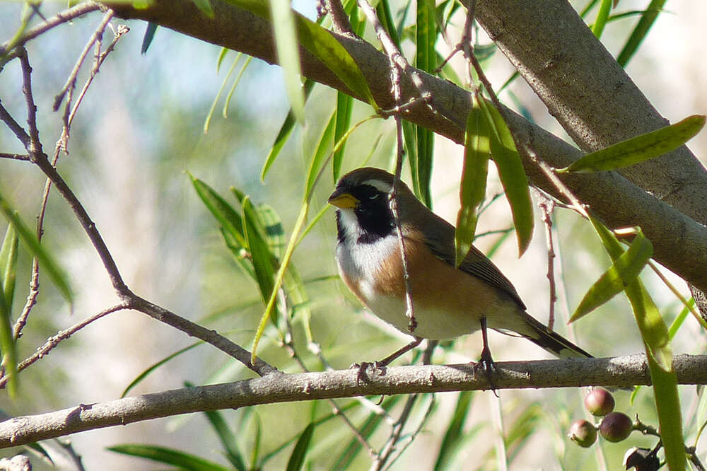 Image of Many-colored Chaco Finch