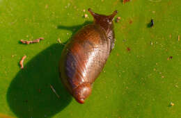 Image of pfeifers amber snail