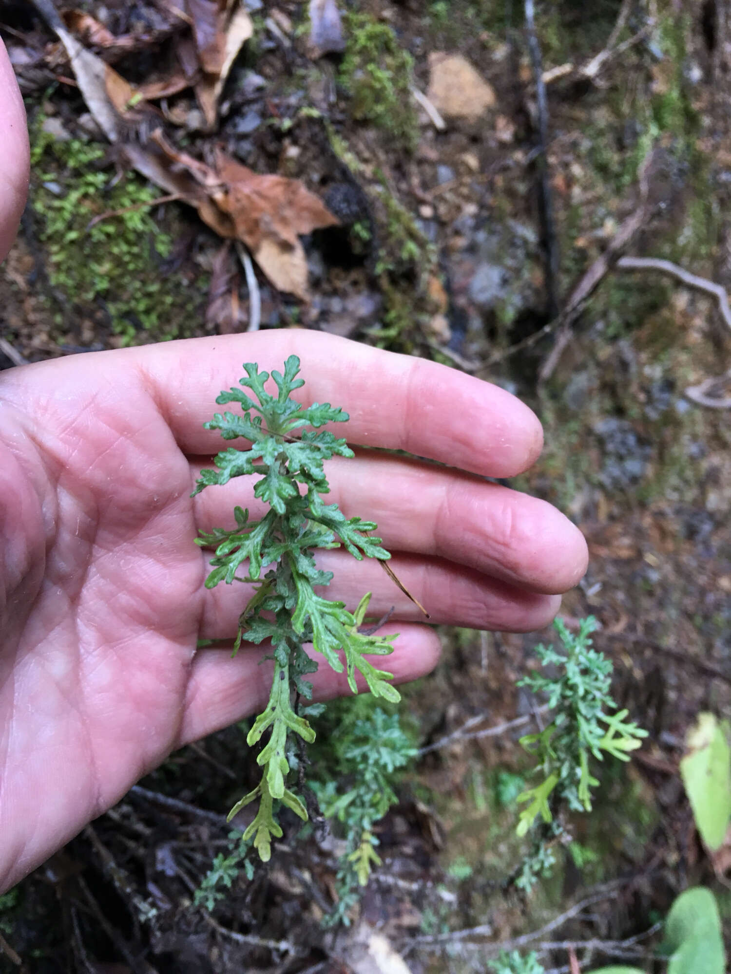 Слика од Eriophyllum staechadifolium Lag.