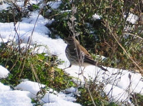 Image of Water Pipit