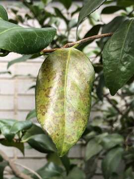 Phyllosticta camelliae Westend. 1867 resmi