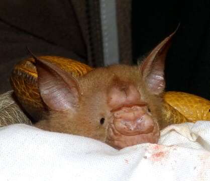 Image of Commerson's Leafnosed Bat