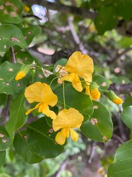 صورة Pterocarpus rotundifolius (Sond.) Druce