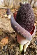 Amorphophallus aphyllus (Hook.) Hutch.的圖片