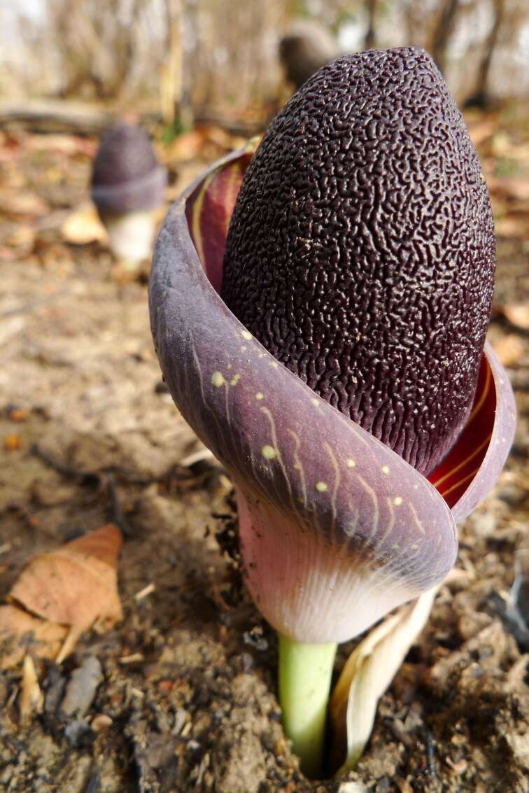 Image of Amorphophallus aphyllus (Hook.) Hutch.