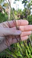 Imagem de Schizachyrium stoloniferum Nash