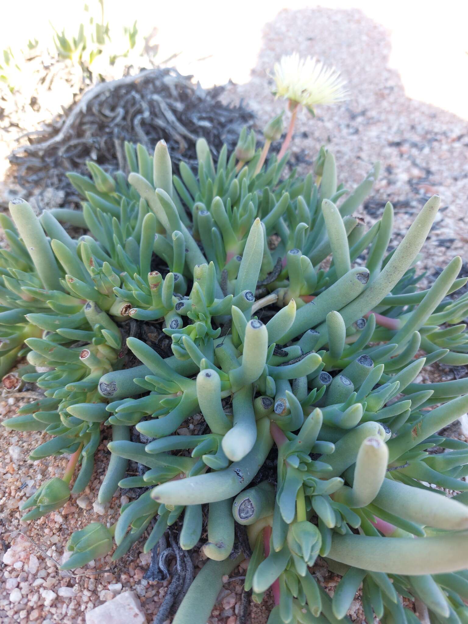 Image of Cephalophyllum pillansii L. Bol.