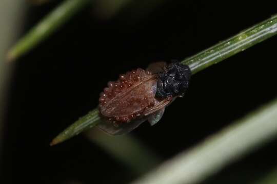 Слика од Pineus (Pineodes) pinifoliae (Fitch 1858)