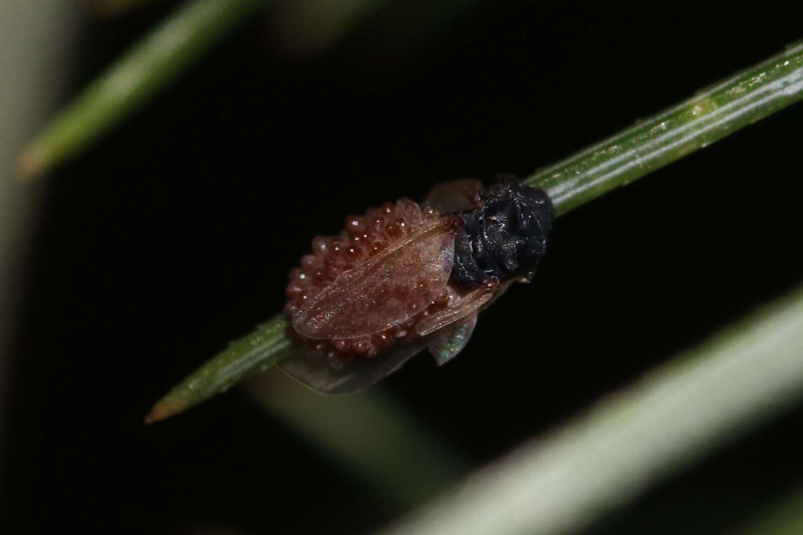 Слика од Pineus (Pineodes) pinifoliae (Fitch 1858)