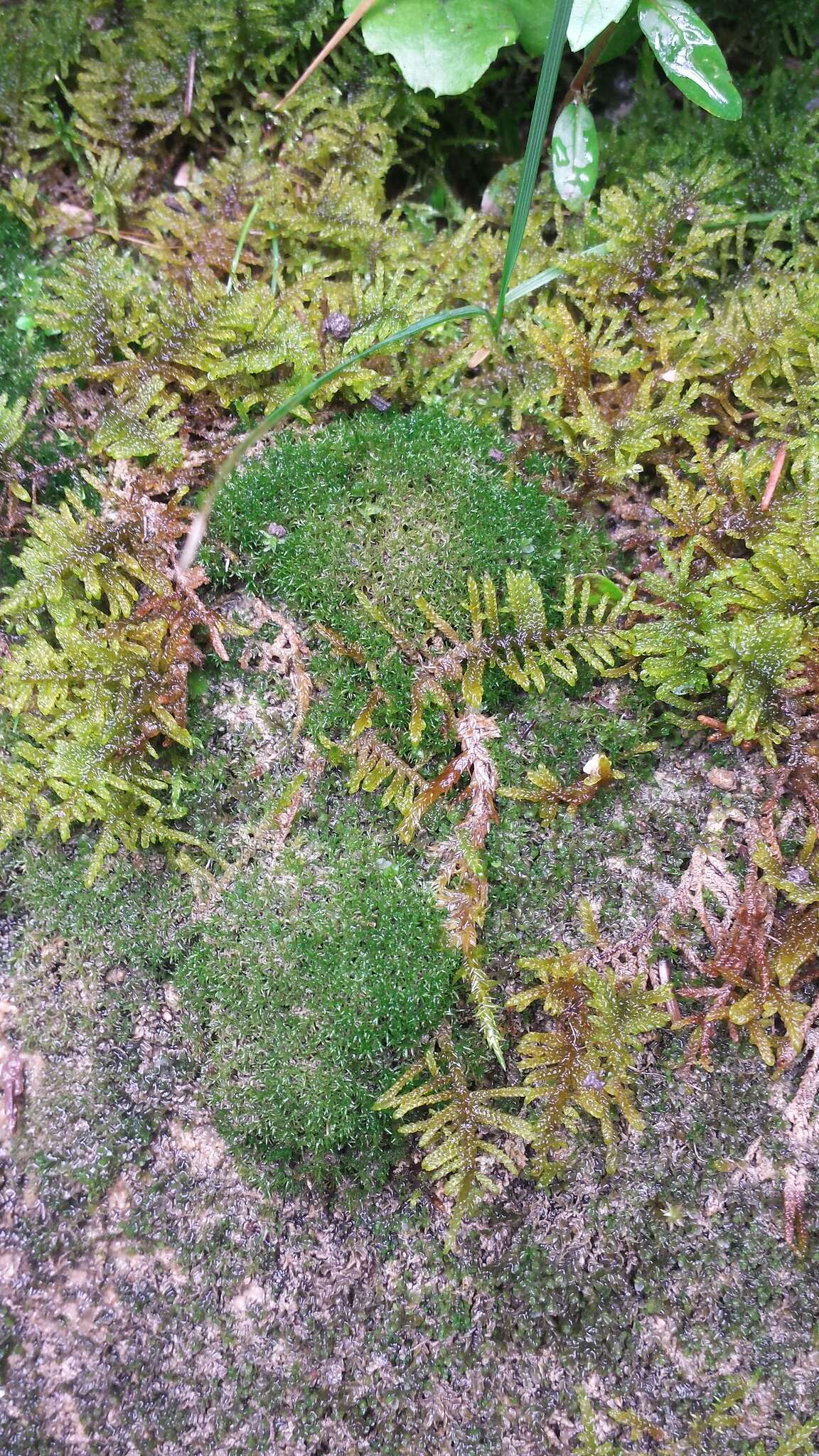 Image of eucladium moss