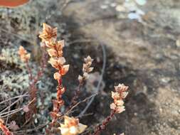 Image of Villadia albiflora (Hemsl.) Rose