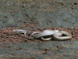 Image of Malayan Ringneck