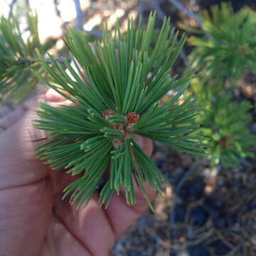 Image of Limber Pine