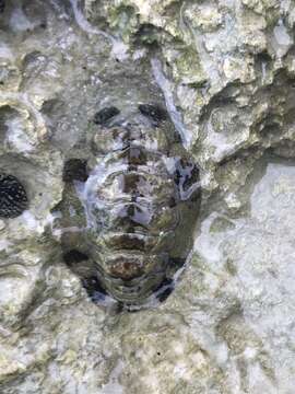 Image de Acanthopleura granulata (Gmelin 1791)