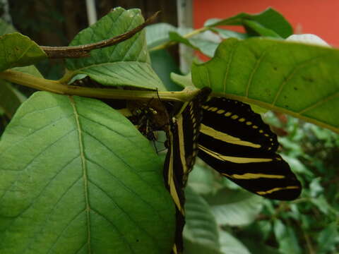 Image of Heliconius charithonia churchi Comstock & Brown 1950