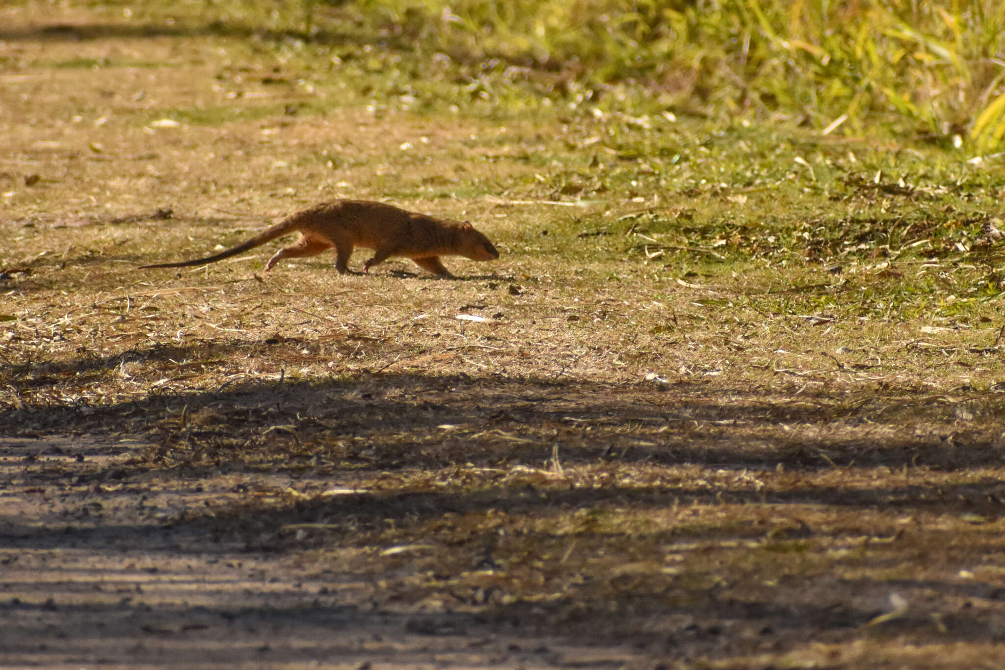 Kalın kuyruklu opossum resmi