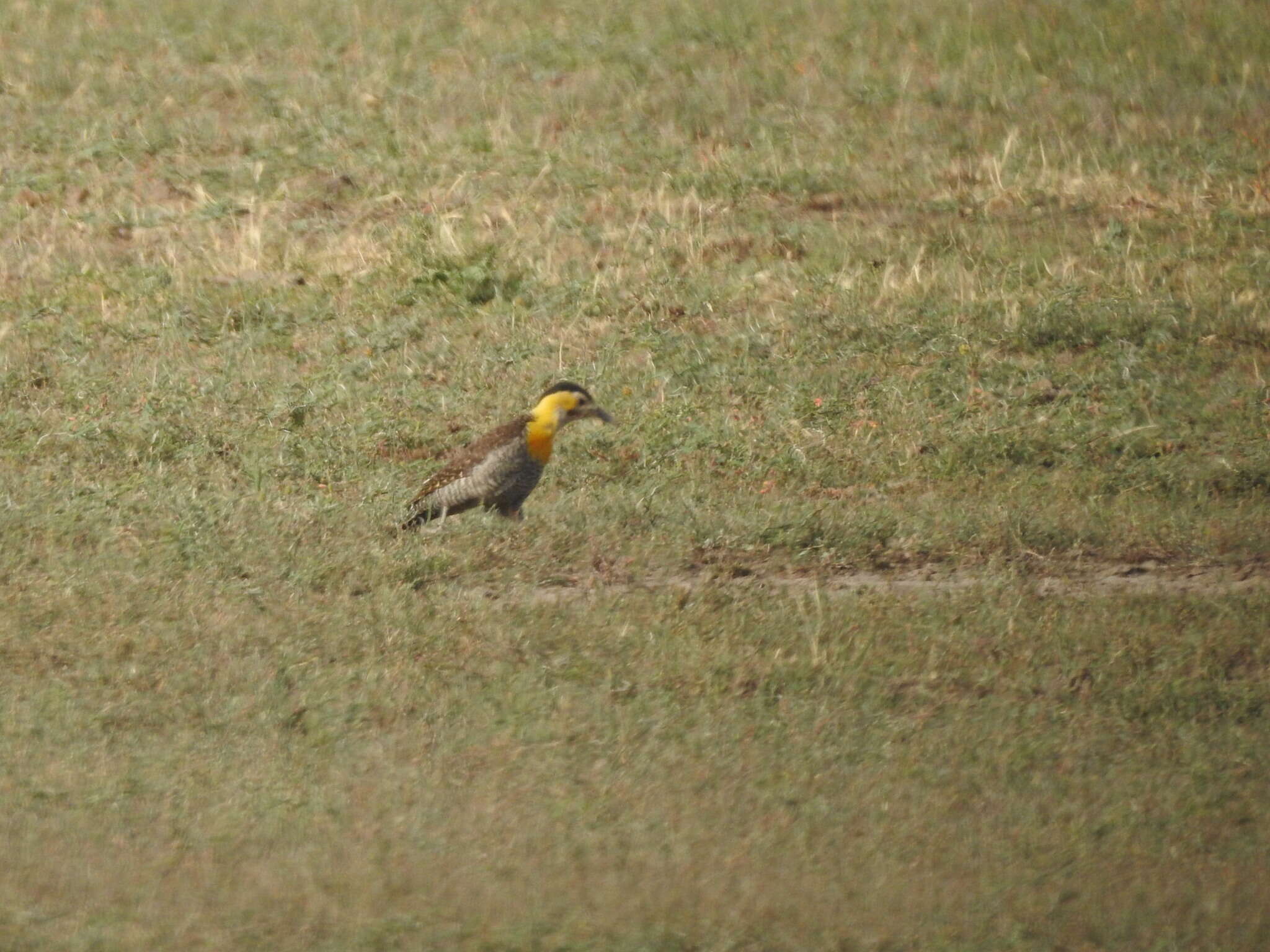 Sivun Colaptes campestris campestroides (Malherbe 1849) kuva