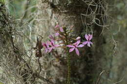 Image of Epidendrum arachnoglossum Rchb. fil. ex André