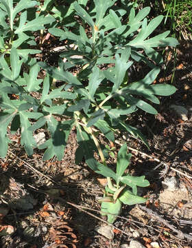 Image of Brown's peony