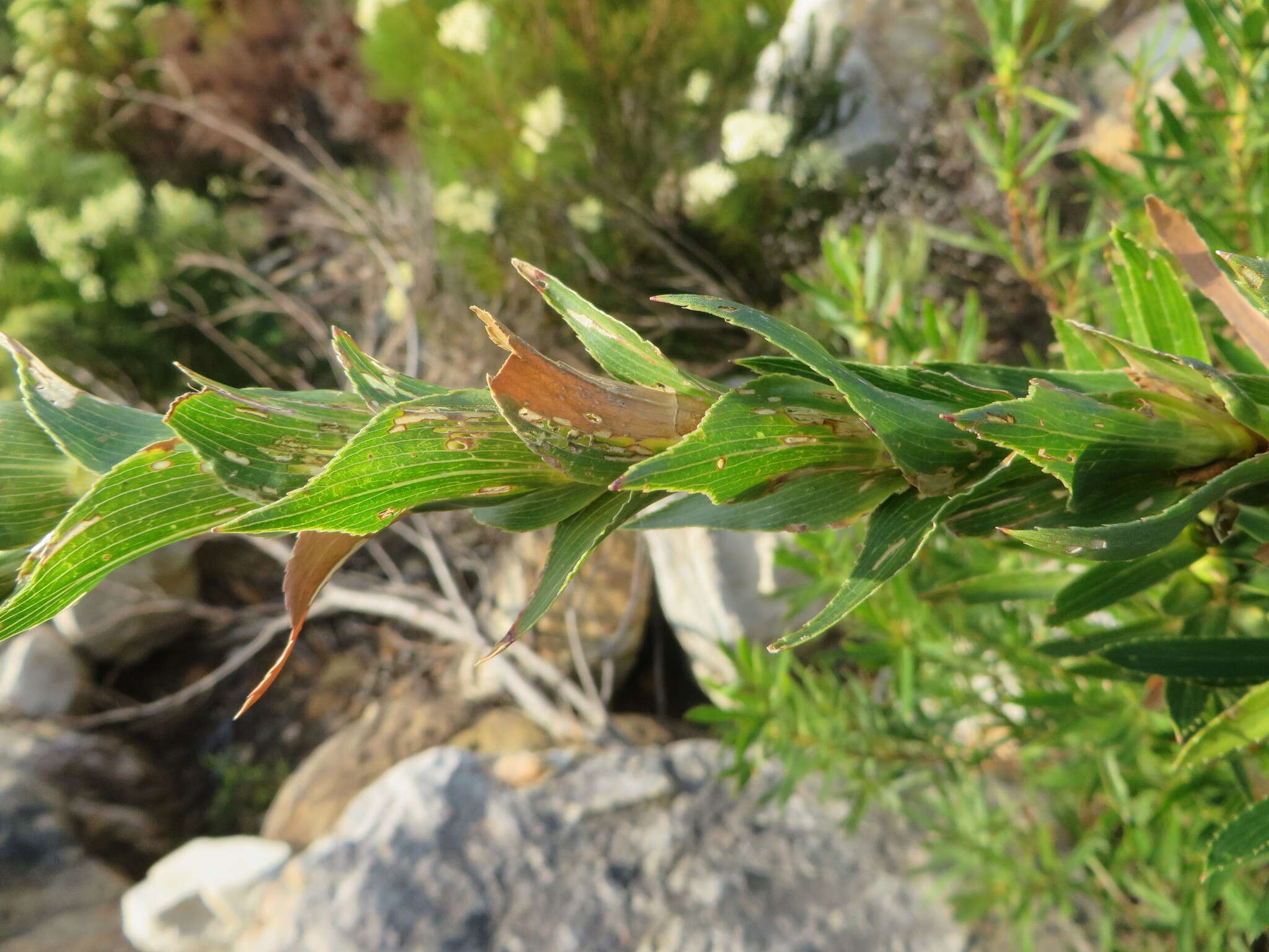 Image of Cliffortia heterophylla Weim.