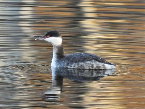 Image of Podiceps auritus auritus (Linnaeus 1758)