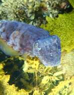 Image of Reaper cuttlefish