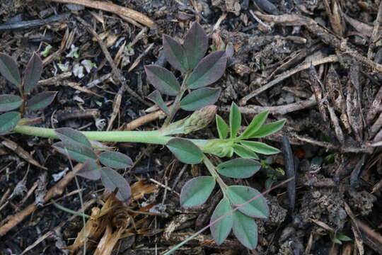 Imagem de Indigofera oxalidea Baker