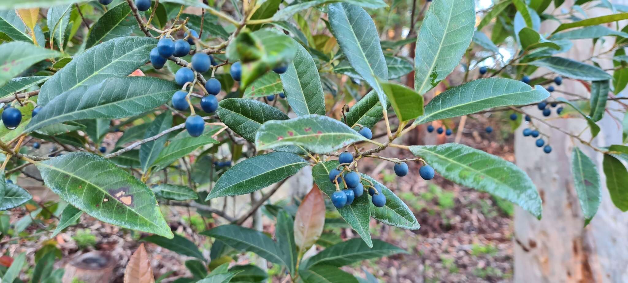 Image of Elaeocarpus reticulatus Sm.