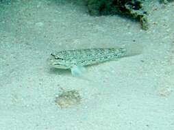 Image of Goldman&#39;s goby