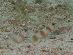 Image of Arcfin shrimpgoby