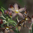 Image of Schizoglossum stenoglossum Schltr.