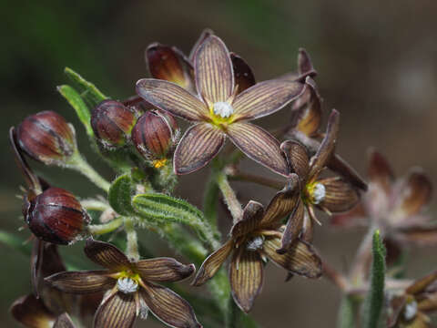 Schizoglossum stenoglossum Schltr.的圖片