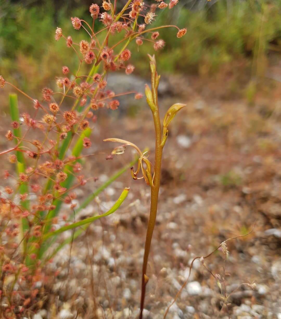 Image of Elbow orchids