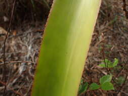 Image de Aechmea aquilega (Salisb.) Griseb.