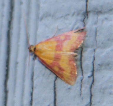 Image of Southern Purple Mint Moth