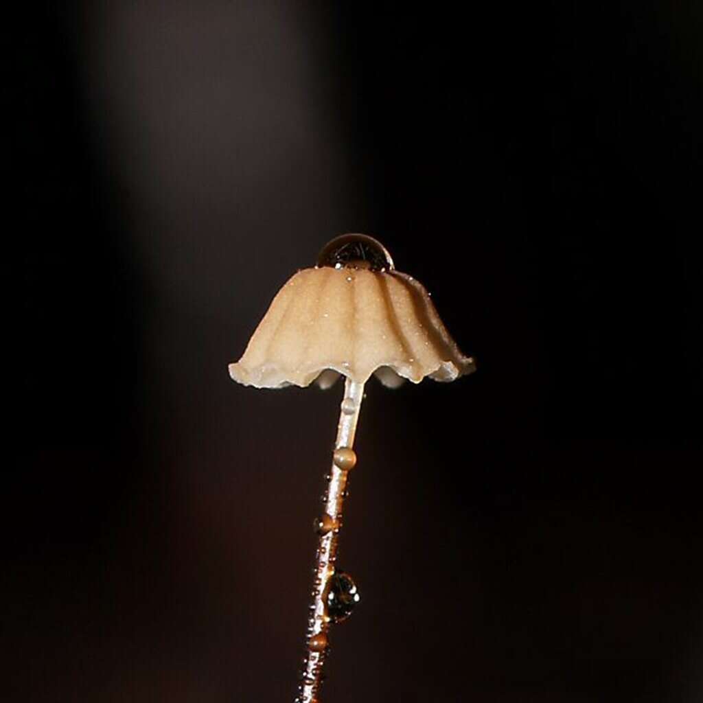 Image of Marasmius crinis-equi F. Muell. ex Kalchbr. 1880